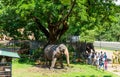 Elephants in the shrine of Sri Dalada Maligawa or the Temple of the Sacred Tooth Relic, in Kandy, Sri Lanka, celebrating the the