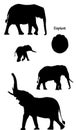 Elephants in silhouette