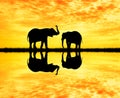 Elephants silhouette at sunset