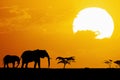 Elephants silhouetted at sunset Royalty Free Stock Photo