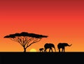 Elephants silhouettes, sunset