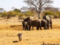 Elephants in South Africa family in dry waterhole with young and Royalty Free Stock Photo