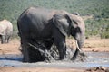 Elephants splashing water at Addo National Elephant Park