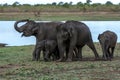 Elephants spray mud onto their backs at the Uda Walawe National Park.