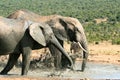 Elephants spraying water at Addo Elephant National Park