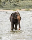 Elephants in Sri Lanka