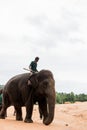 Elephants in Sri Lanka