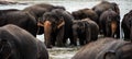 Elephants in Sri Lanka