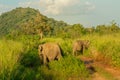 Elephants in Sri Lanka, Habarana National Park green landscape Royalty Free Stock Photo