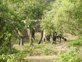 Elephants in Sri Lanka. Two young Asian elephants in the National Park, Sri Lanka. Asian elephants on grass with mountains and Royalty Free Stock Photo