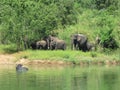 Elephants Sri Lanka Royalty Free Stock Photo