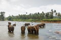 Elephants, Sri Lanka Royalty Free Stock Photo