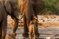 Elephants stand off with lions at a waterhole Royalty Free Stock Photo