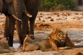 Elephants stand off with lions at a waterhole Royalty Free Stock Photo