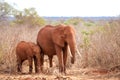 Elephants standing in the grassland of Kenya, on safari