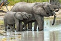 Drinking elephants on waterhole in Okavango Delta, Botswana, Africa. African wildlife with elephant group standing in water. Royalty Free Stock Photo