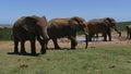 Elephants standing at waterhole in a line