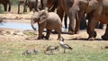 Elephants standing at waterhole with young and geese