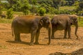 Elephants strolling around in the tropical heat at Pinnawala, Sri Lanka, Asia
