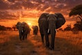 Elephants at sunset in Chobe National Park, Botswana, Africa, a herd of elephants walking across a dry grass field at sunset with Royalty Free Stock Photo