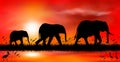 Elephants at sunset by the lake Royalty Free Stock Photo