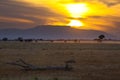 Elephants At Sunset