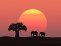 Elephants at sunset