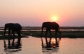 elephants in the sunset at the watering hole, near a lake Royalty Free Stock Photo