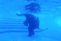 Elephants swim Royalty Free Stock Photo