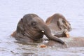 elephants swimming Royalty Free Stock Photo