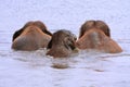elephants swimming Royalty Free Stock Photo