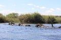 Elephants swimming Royalty Free Stock Photo