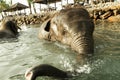 Elephants swimming in the Thailand Sea near Ko Chang island. Royalty Free Stock Photo