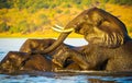 Elephants Swimming Royalty Free Stock Photo