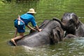 Elephants take a bath.