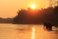 Elephants take a bath in Kwae-noi river. Kanchanaburi, Thailand