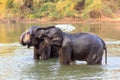 Elephants take a bath in Kwae-noi river. Kanchanaburi, Thailand