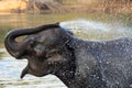 Elephants take a bath in Kwae-noi river. Kanchanaburi, Thailand