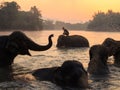 Elephants take a bath in Kwae-noi river. Kanchanaburi, Thailand