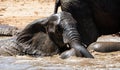 Elephant  Mud Bath Royalty Free Stock Photo