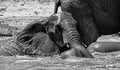 Elephant  Mud Bath Royalty Free Stock Photo