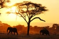 Elephants in Tarangire NP Tanzania during sunset