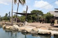 Elephants in Taronga Zoo Australia Royalty Free Stock Photo