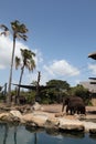 Elephants in Taronga Zoo Australia