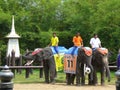 Elephants and Thai Riders Getting Ready to Play Soccer