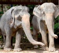 Elephants, Thailand Royalty Free Stock Photo