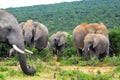 Addo National Elephant Park, South Africa - Elephants Royalty Free Stock Photo