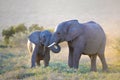 Addo National Elephant Park, South Africa - Elephants Royalty Free Stock Photo