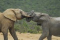 Addo National Elephant Park, South Africa - Elephants Royalty Free Stock Photo