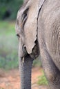 Addo National Elephant Park, South Africa - Elephants Royalty Free Stock Photo